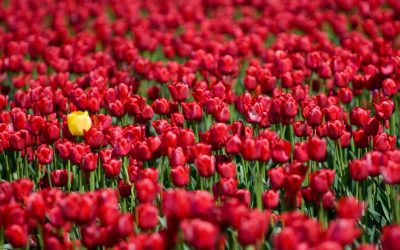 Oser briller – Stage danse libre Aix-en-Provence