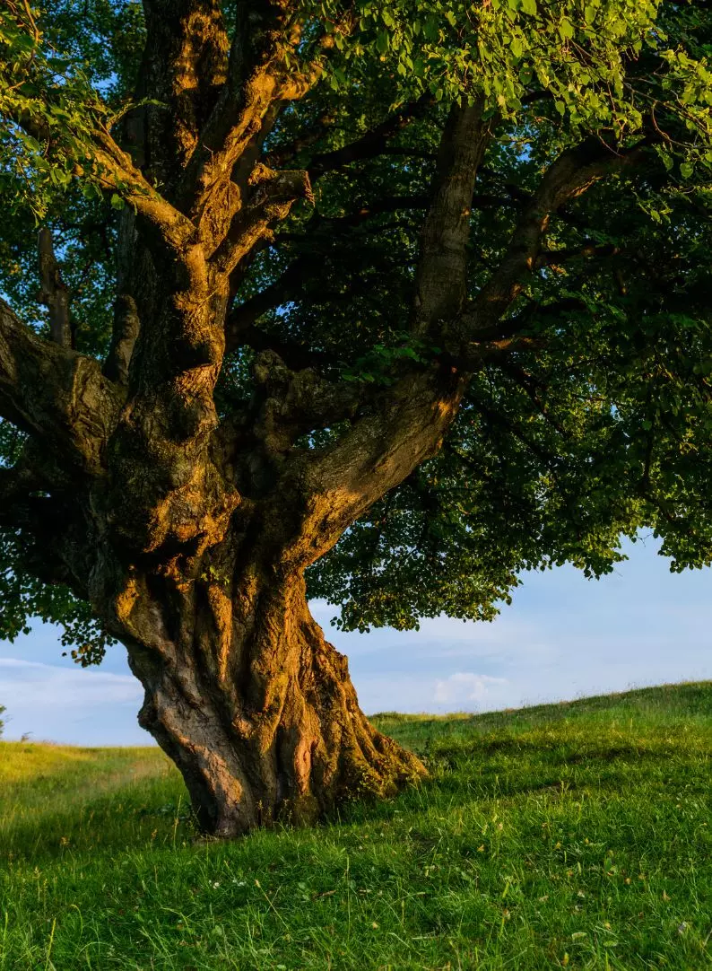 Arbre avec le tronc comme tressé