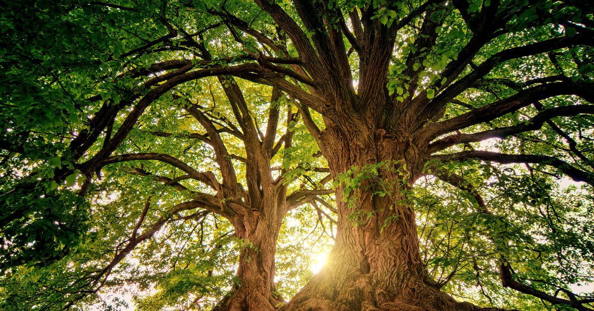 arbre déployé dans la forêt